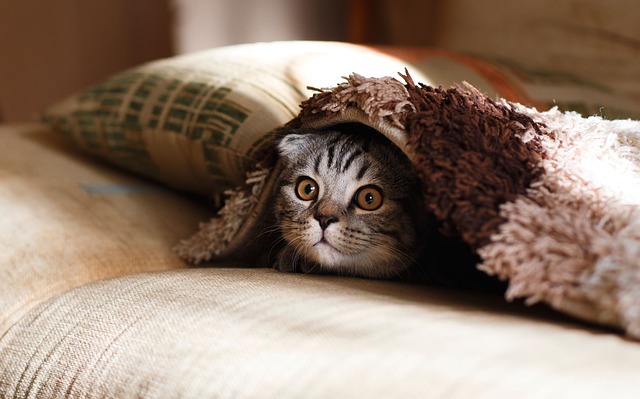 kočka pod polštářem.jpg
