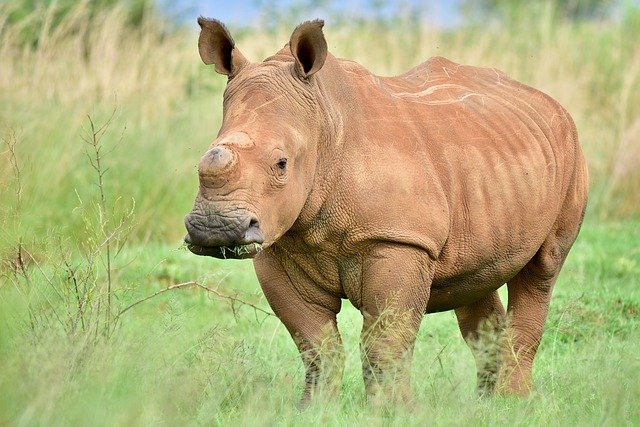 nosorožec v trávě