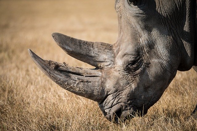 hlava nosorožce